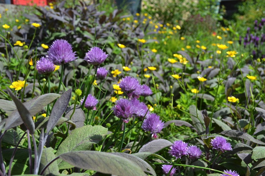 Chives and sage growing in a garden